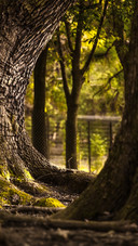 The light and shadow of tree trunks and moss