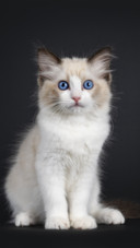 Cat (3)