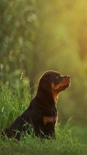Rottweiler Puppy in Nature
