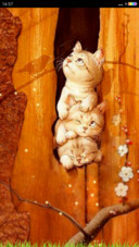 【动态桌面】三只小猫