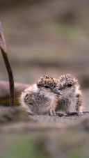Depend on each other for survival