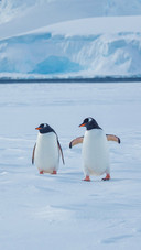 Penguins Living in Antarctica Spring