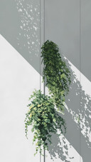 Plant with shadow