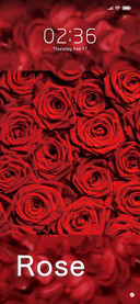Love roses