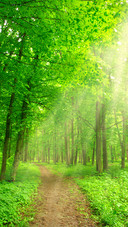 Green eye protection wallpaper
