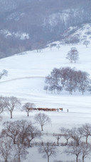 People Are Herding Cattle in The Snow