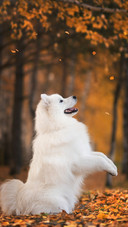 A Lovely Dog Sat on The Grass Smiling