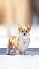 Pembroke Welsh Corgi in winter snow