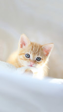 Kitten red tabby