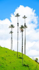The worlds tallest palm tree