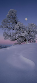 灵动 春雪