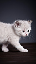 Cute pet-01