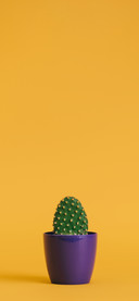 Colourful Cactus-PAIXIN