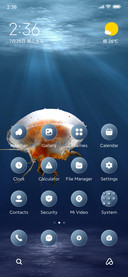 Jellyfish