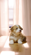 The Corgis Puppy