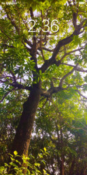 Tree verse_DWM2