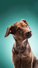Dog213