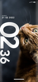 Cats_One
