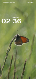 Butterfly