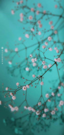 清新·养眼多壁纸