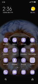 Cute little lion