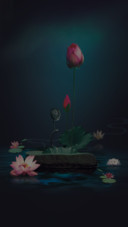 护眼荷花