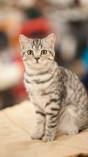 Cat Sitting And Staring at You