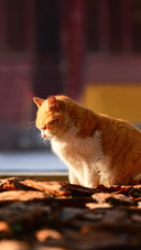 The little cat at longhua temple