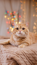 A Cat Playing On A Studio Color Background