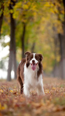 Dog154