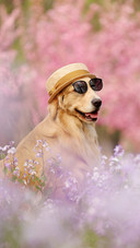 Reasons why contemporary people dare not keep dogs 12