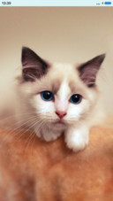 可爱猫咪