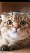 可爱猫咪