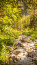 Trees growing in the forest