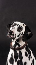 Dog232