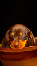 The dog sleeping in the hat