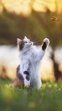 猫咪为什么会生气