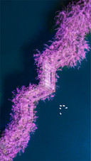 The wisteria flowers are in bloom