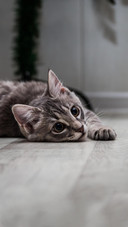 VCG41N1168384197