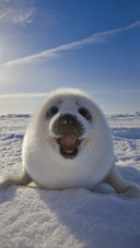 International-Seal
