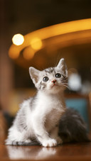 Cats are a good role model 14