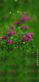 护眼花
