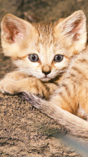 萌态可掬的沙丘猫