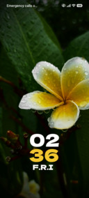 Dew Bloom