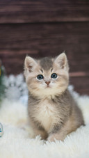 Cat (4)