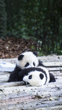 Baby Pandas