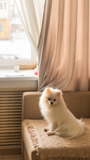 Dog breed white german spitz at home