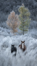 Two Horses Walking on The snow-covered Grass