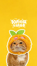 如何养出粘人小猫