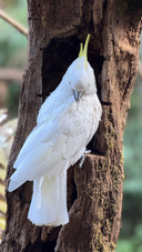 A white bird with a yellow crown